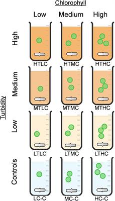 Responses of Phytoplanktonic Chlorophyll-a Composition to Inorganic Turbidity Caused by Mine Tailings